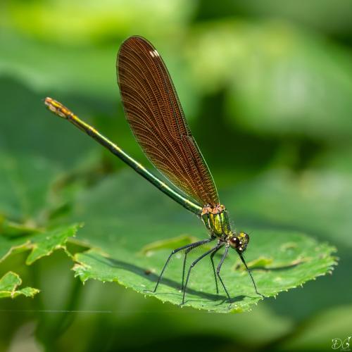 Calopteryx virgo